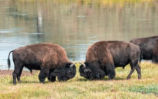 Wild Grand Teton & Yellowstone main - bison in Yellowstone
