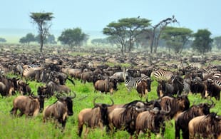 Wildebeest Migration - Africa Overland Safaris - Africa Lodge Safaris - Africa Tours - On The Go Tou