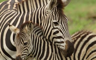 Zebra and Baby - Africa Overland Safaris - Africa Lodge Safaris - Africa Tours - On The Go Tours