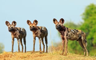 wild dogs in south luangwa national park - zambia