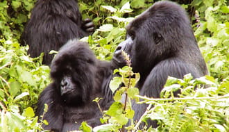 Trek to see the mountain gorillas on our Uganda safari tours