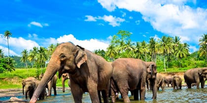 Elephants in Pinnawala Orphanage - Sri Lanka Tours - On The Go Tours