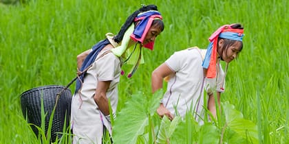 Long necked Karen women working on paddy field, Thailand