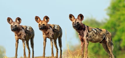 wild dogs in south luangwa national park - zambia