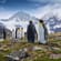 Antarctica, South Georgia & Falkland Islands main - penguins on south georgia
