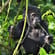 Baby Gorilla