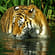 Bengal tiger in the wild - India - On The Go Tours