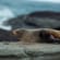 Budget Auckland Abel Tasman and Christchurch main - seal kaikoura