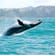 Budget Christchurch Loop main - whale Kaikoura