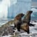Fur seals on Adelaide Island - Antarctica Expedition Cruises - On The Go Tours