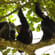 Gorillas, Chimps & Nile River main image - Chimpanzees in Queen Elizabeth NP - Uganda