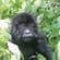 Gorillas-In-The-Mist-Itinerary-Main-Classic-Safaris-Africa