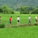 Hiking in the Rice Paddies Mai Chau