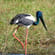 Kakadu Fogg Dam Wetlands Birdlife
