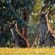 Kangaroos in Grampians National Park - Australia