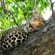 Kruger to Masai Mara main - leopard