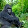 Lake Nakuru, Uganda & Gorillas (2)