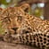 Leopard - Africa Overland Safaris - Africa Lodge Safaris - Africa Tours - On The Go Tours