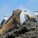 Marine iguana and blue footed boobies on Isabela Island - Galapagos - On The Go Tours