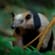 Northern Tamandua - Soberania National Park - Panama