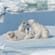 Polar bear cubs playing - Svalbard - Norway