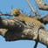 Safari-Safari-Itinerary-Main-Classic-Safaris-Africa