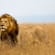 Tanzania and Masai Mara Explorer 13 days main image - lion in the Masai Mara