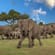 Terrific Tanzania and Zanzibar South main image - serengeti elephants