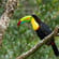 Toucan - Costa rica