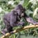 baby gorilla in Uganda