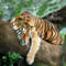 Spot tiger in India on our India wildlife tours