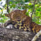 Wilpattu Leopard