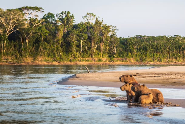 A family of Capybara at the shores of the Amazon rainforest in Manu National Park, Peru