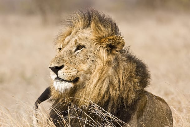 A lion in Kruger National Park
