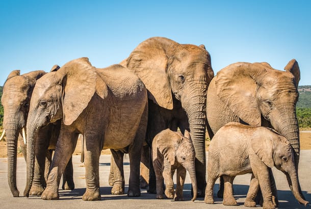 Addo Elephant Park in the Eastern Cape of South Africa