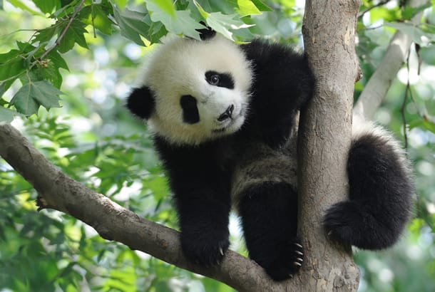 Baby panda cub in trees - On the Go Tours