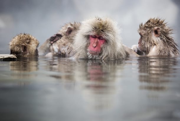 Bathing snow monkeys
