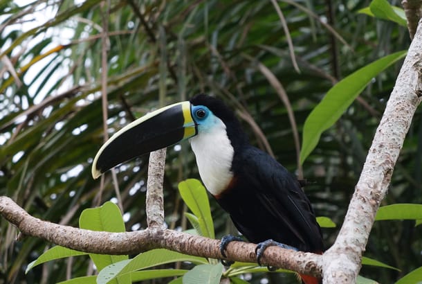 Beautiful toucan sitting on a tropical branch in the jungle in Peru near Puerto Maldonado