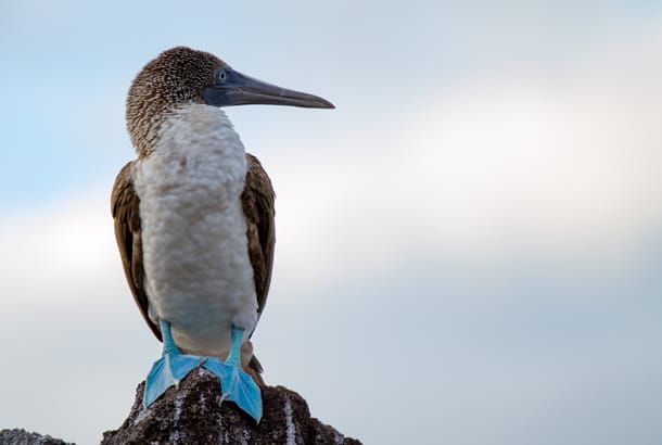 Blue footed booby - Galapagos Wildlife Calendar - On The Go Tours