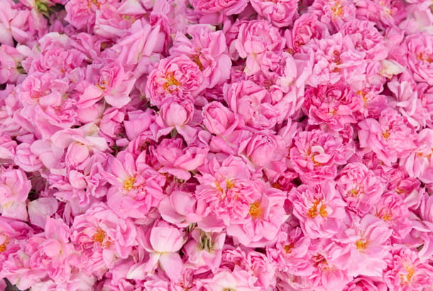 Bulgaria rose petals - Top Travel Tips - On The Go Tours