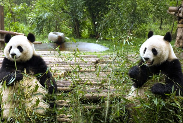 Chengdu Panda Main
