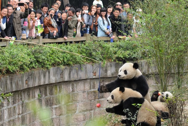 Chengdu Panda Research Base - On the Go Tours
