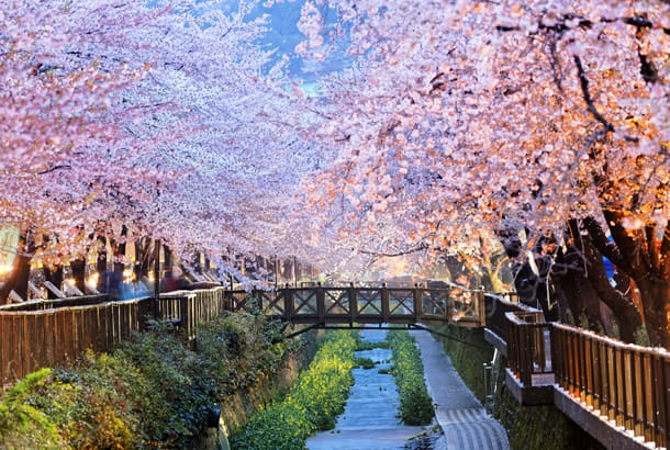 Cherry Blossoms in Busan city - South Korea - On The Go Tours