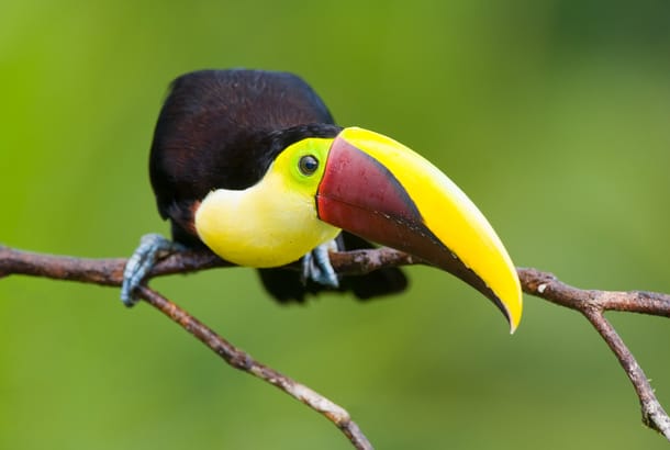 Costa-Rica-Calling-Image-4-Central-America