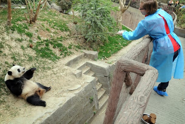 Dujiangyan Panda Base volunteer - On the Go Tours