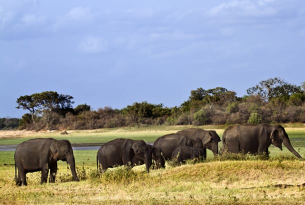Elephants at Minneriya National Park - On The Go Tours