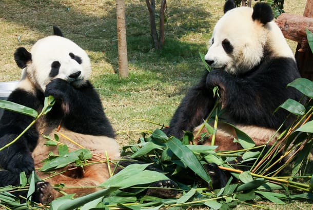Feeding pandas - On the Go Tours