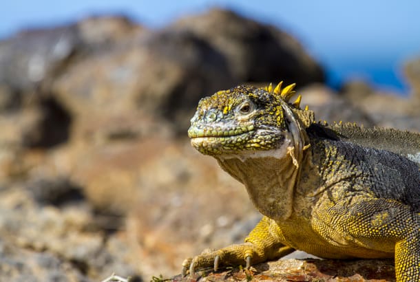 Galapagos Highlight - Web Ready