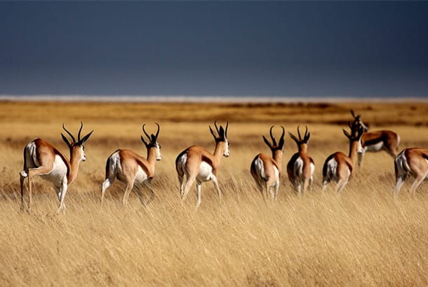 Gazelles in Etosha National Park - Best time to visit Namibia