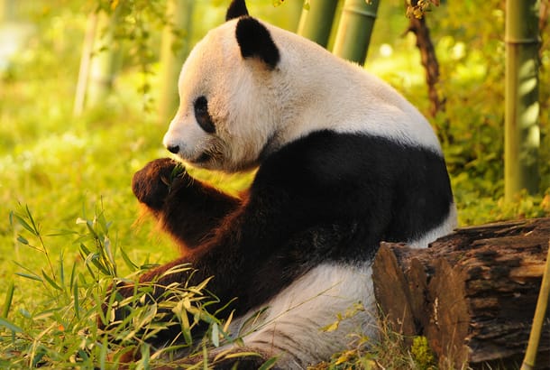 Giant Panda sitting on forest ground - China Tours - On The Go Tours